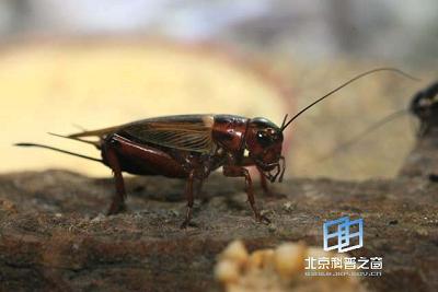 �޼�׵����ͨѶ��ʽ�ķ�չ