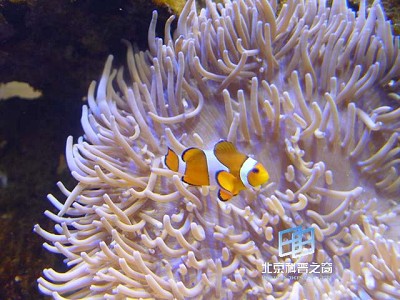 �����ּ��Ⱥ��