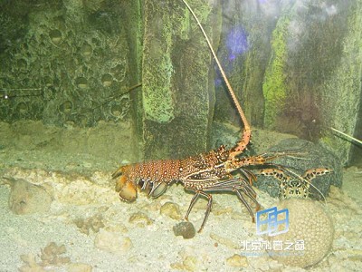 ��������Ŀ�ҫ