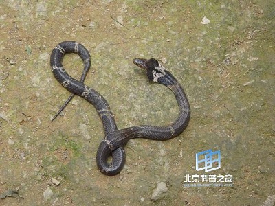 ��׵��������Ŀ�ҫ(ͼ)