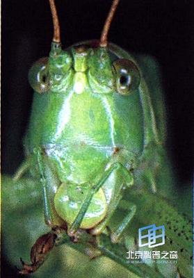 ��������������ź�