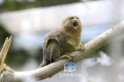 �ߵȶ���ı����ź�