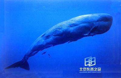 ����������ź�