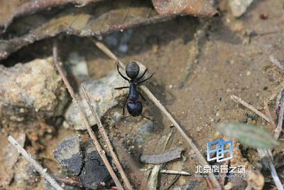 ���ϵ������ź�(ͼ)