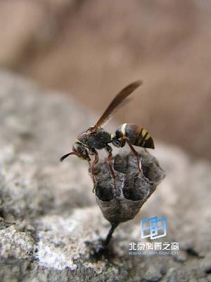 �����źŵĽ���(ͼ)