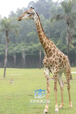 �����Ե����պ��Եı���(ͼ)