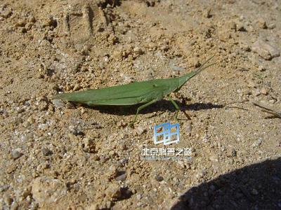 ����������������յ����ź�