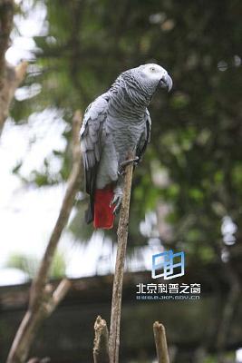 ��Ͳ��鶯�������յ����ź�