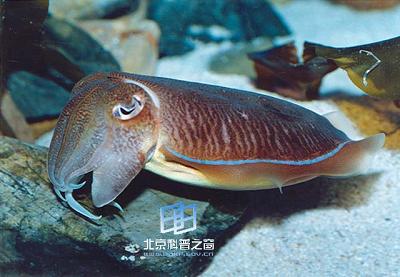 ˹������ά�Ǻ��ֺʹ�������