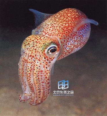 ��������ī���