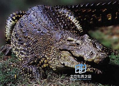 ���㡪��ˮ�е��Ӽ���Ա