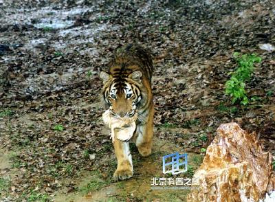 ��ͷ����������Ľ���