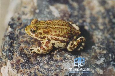 ��̨���ݵ�С����