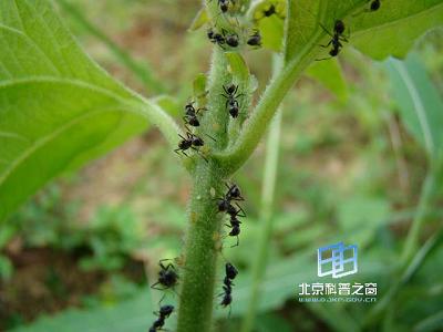 ���ϡ����Ѵ����ŵ�Ҫ��������(ͼ)