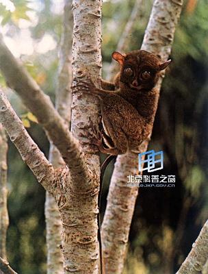 ������Ծ���۾��������