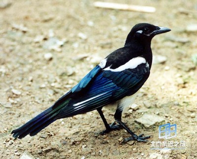 �����Ľ���ʦ����ϲȵ