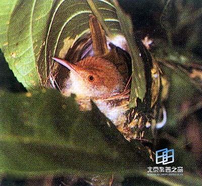 动物界的“裁缝专家”——缝叶莺