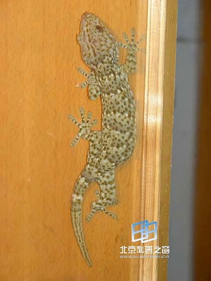 �ع�����