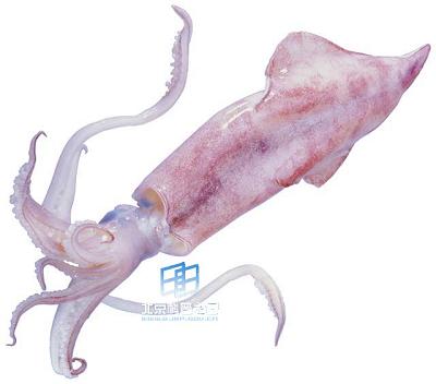 �����ˡ��������Ⱥ