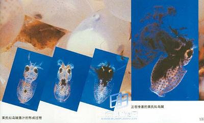 ���������뺣�ִ�˵