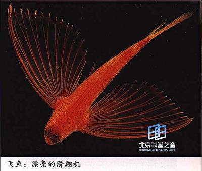 ���ߺͻ�ɵĶ���