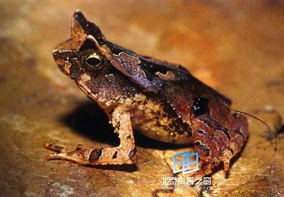 ���ġ�������(ͼ)