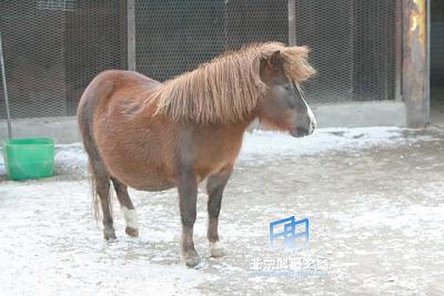 �ӡ�С�˹������İ���(ͼ)