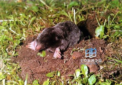 ��ʳ��������ʹʳ����ʡ���