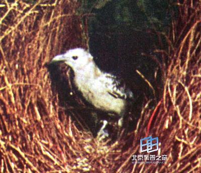 �����еġ����Է�������԰����(ͼ)