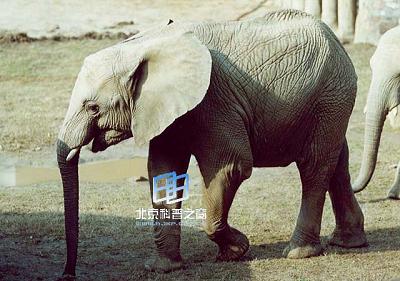 动物中的“酒鬼”(图)