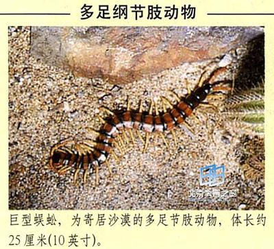 动物界中的以弱胜强(图)