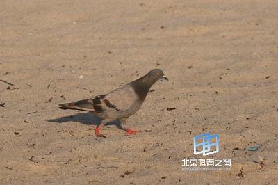 鸟类的气囊和双重呼吸