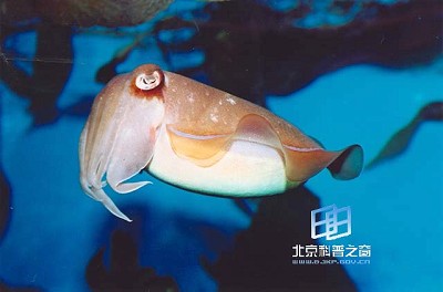 ͷ����Ĳ�ʳ