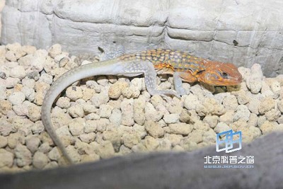 ����Ĳ�������