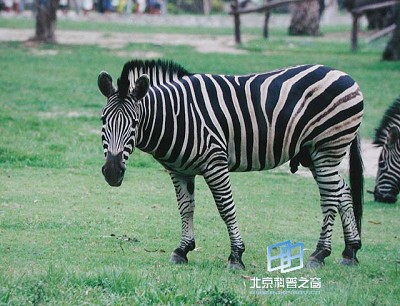 ���������ϵİ���