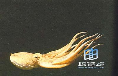 ͷ���෢���ԭ��