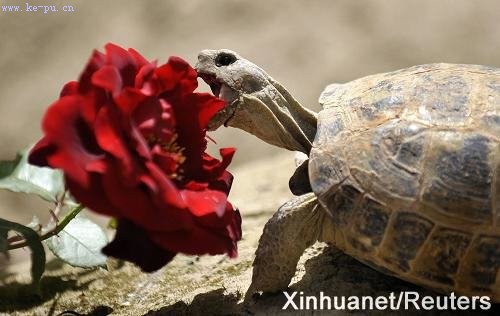 ������Ӫ��һ���������ڹꡰϷõ�塱(ͼ)