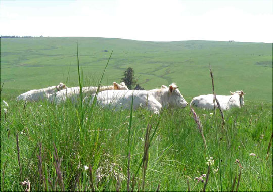 ţȺ����������