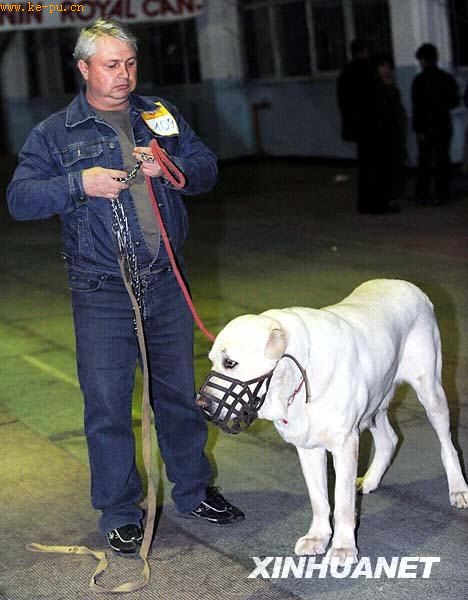 吉尔吉斯斯坦举行全国犬种大赛(组图)