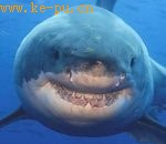 大白鲨“可怕的微笑”