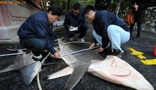 广西首次解剖怀孕鲨鱼 剖出16条幼鲨(组图)