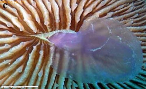 科学家首次拍到珊瑚吞食水母罕见瞬间(组图)