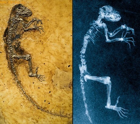 2009年十大科学发现 “艾达”狐猴化石居榜首