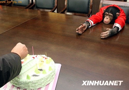 黑猩猩过生日吃蛋糕 “男友”前来助兴(图)