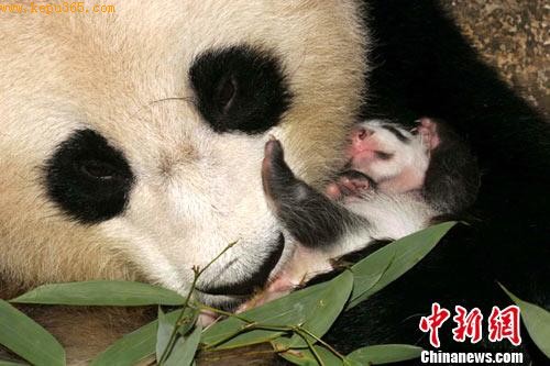 全球首只野化培训基地诞生大熊猫宝宝满月(图)