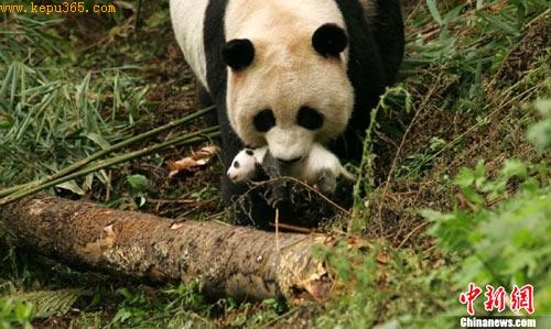 全球首只野化培训基地诞生大熊猫宝宝满月(图)