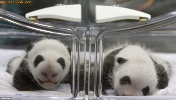 西班牙人工授精诞下罕见大熊猫双胞胎（组图）