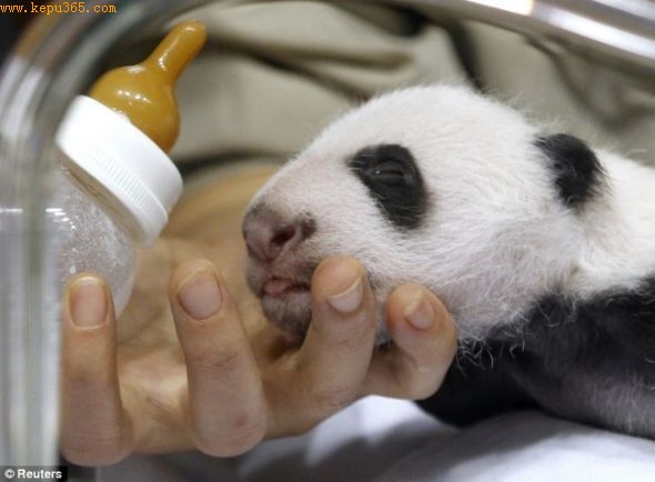 在7日的媒体见面会上，一名兽医用牛奶瓶喂大熊猫幼仔。