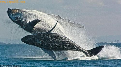 两只鲸鱼一起跳起来！驼背鲸妈妈带着宝宝一起飞跃真是令人难忘的动作画面。 