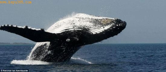 驼背鲸跃身击浪非常壮观。驼背鲸的名字来自它做出的这一动作，因为在准备俯冲时它能在水面上方弯成弓形。 